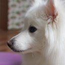 부농까까 이미지