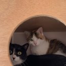 에어묘앤비 이미지