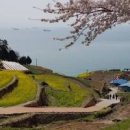 남해 벚꽃 드라이브 다랭이마을 벚꽃 만개시기 이미지