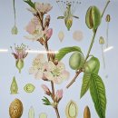 나누리아카데미 | <2025 도시숲아카데미> 허태임 식물분류학자의 '도시숲, 식물로 읽는 초록의 목록' 강의 후기