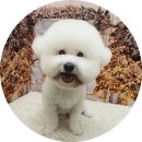 개들의 집 펫살롱 이미지