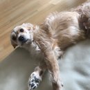 가양쿨펫동물병원 이미지