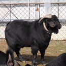 개량농장 이미지