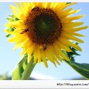 지방도1005호선 이미지