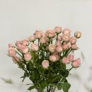행복언박싱 | [땅심장미]문 앞까지 배달되는 싱싱한 행복, 땅심장미 언박싱 후기