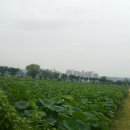 관곡지약국 이미지