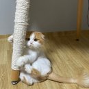 고양이를 위한 스크래쳐 밧줄 교체 후기