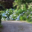 수국펜션 이미지