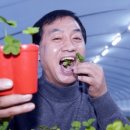 클로버미디어