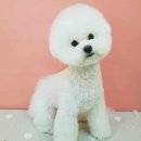 코코아도그 이미지