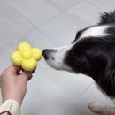 유채꽃향기처럼 | 강아지 있는 집이라면? 비누디퓨저 동구밭 퍼퓸바 유채 추천 후기