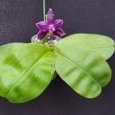 Phalaenopsis violacea indigo jiaho Blue Berry' 이미지