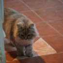 냥냥늉늉 이미지