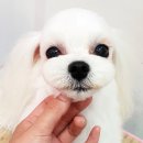 펫디자이너 시나 이미지