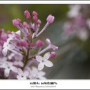 수수꽃다리 이미지