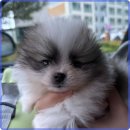 멍벤져스 | 인천 멍벤져스에서 강아지 분양받은 경험과 후기