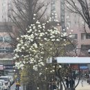 제일미니중기 | 21주 기록: 아인병원 중기 2차 정밀 초음파 / 임신...병원 연계 유니미니 주수 사진 후기 / 임당 검사...