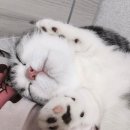 야옹 멍멍 이미지