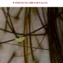 월롱라이브
