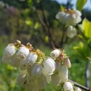 꿀베리하우스 이미지