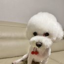 사랑옵개 이미지