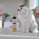 그루밍포유 | 고양이 유산균 유비벳으로 6묘 변비 탈출 성공