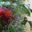 가락오봉산 이미지