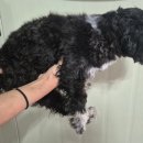 도란도란동물병원 이미지