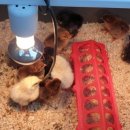 늘푸른청계농원 이미지