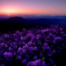 황매산 철쭉제 이미지