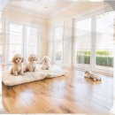 수색동물병원 | 수색 미니비숑분양 현실적인 선택 가이드와 지역 후기