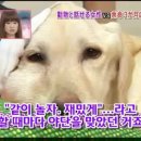 하이디 이미지