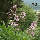 백선 - 홍천군 | 백선