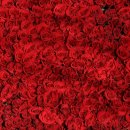 정오교통(주) | 🌹 2026 중랑 서울장미축제 — 31만 주 장미터널, 5월 16일 개막!