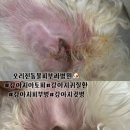평생피부과동물병원 | 강아지 아토피·피부병·귀질환｜부산 오리진 동물피부과병원 재진 진료 후기 및 비용(3탄)