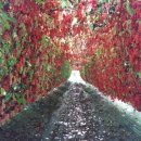 산골백두 이미지