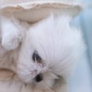 이정훈 강아지 이미지