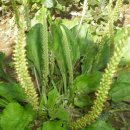 (주)질경이 이미지