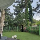 러블리독스 이미지