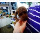 왈왈애견미용샵 이미지