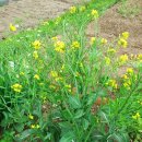 (주)열무 이미지