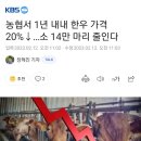 한우 값 폭락에 정부, 암소 14만 마리 감축 결정 이미지