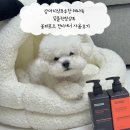 더포즈 - 7845 | 강아지샴푸추천 레나독 딥클렌징샴푸 올퍼포즈 컨디셔너 사용후기