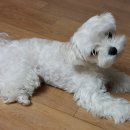 펫살롱 코코 이미지