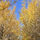 황금나무 이미지