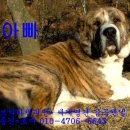 세계명견 감곡켄넬 이미지