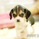 코리아 퍼피 이미지