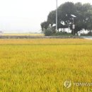 안개식당 이미지