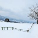 춘삼월목장 이미지