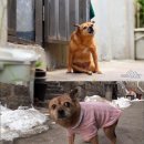 환의농장 이미지